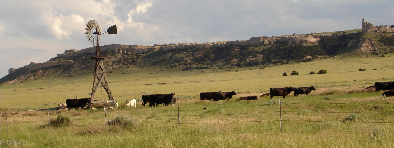 Cows in pasture